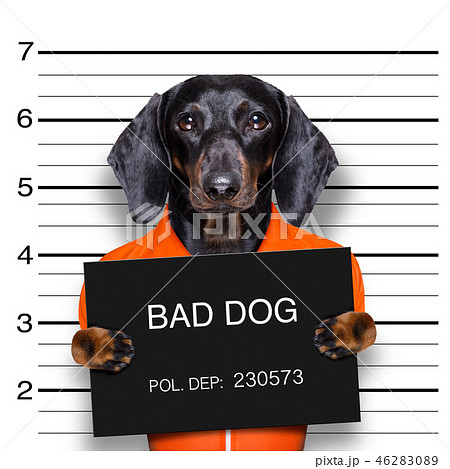 dachshund police mugshot 46283089