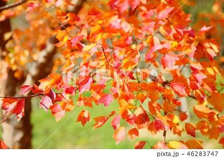 秋の公園 トウカエデ紅葉 秋の公園 トウカエデ紅葉 46283747