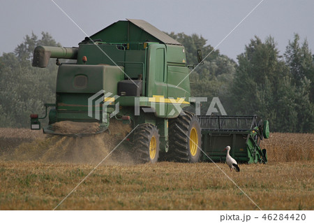 Stork in cornfield 46284420