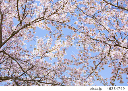 桜 さくら 46284749