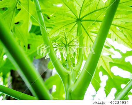 Papaya tree plant growing nature view from under. 46284954