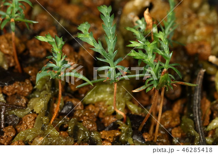 自然 植物 ヒノキ、七月中旬。四月頃出始めた本葉が順調に成長しています 自然 植物 ヒノキ、七月中旬。四月頃出始めた本葉が順調に成長しています 46285418