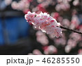 花桃 46285550