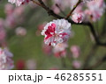 花桃 46285551