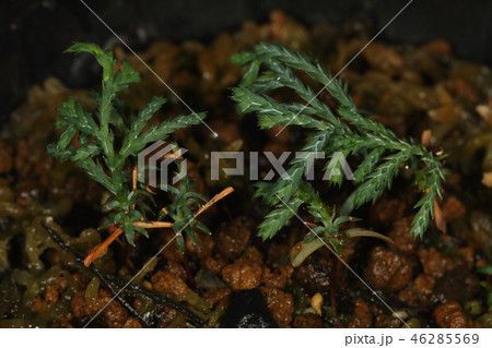 自然　植物　ヒノキ、十二月。幾つも枝分かれした本葉が目立つようになった今年生まれの苗 46285569
