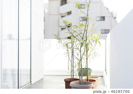 鉢植え 46285700