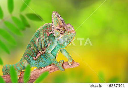 Veiled chameleon (chamaeleo calyptratus) close-up. 46287501