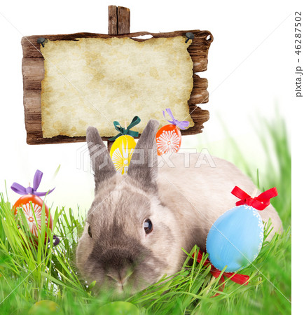 Easter bunny and Easter eggs on green grass Easter bunny and Easter eggs on green grass 46287502