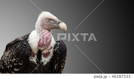 A Ruppell's Griffon Vulture (Gyps rueppellii). 46287533