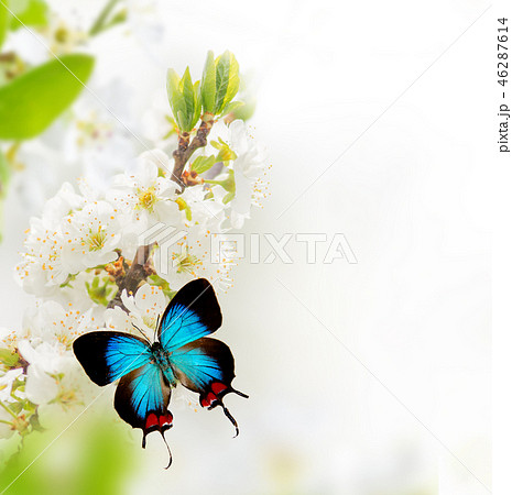 Spring blossoms with exotic butterfly. Spring blossoms with exotic butterfly. 46287614