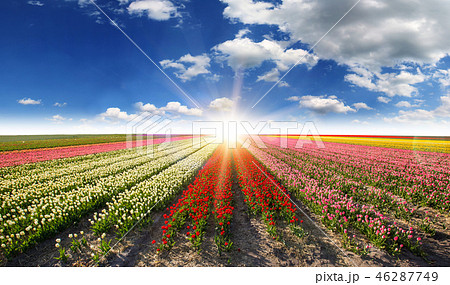 Vibrant tulips field with cloudy sky. 46287749