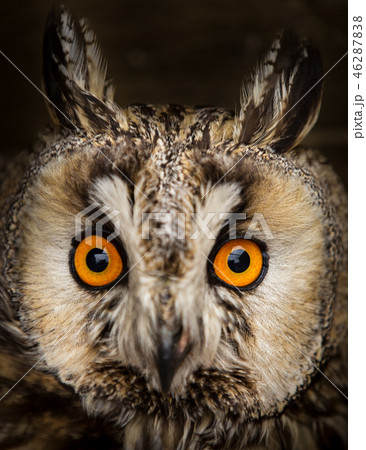 long-eared owl (Asio otus) 46287838