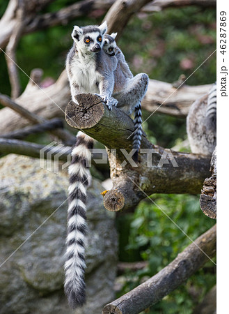 Tailed lemurs (Lemur catta) sitting on a branch 46287869