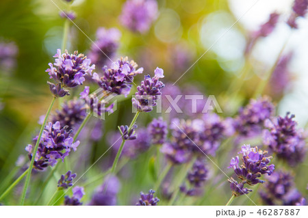 Lavender flower close-up. 46287887