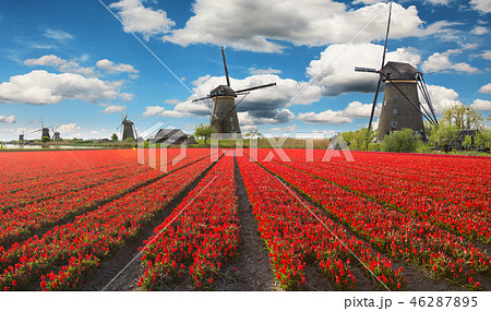 Blossoming tulip fields in a dutch landscape. 46287895