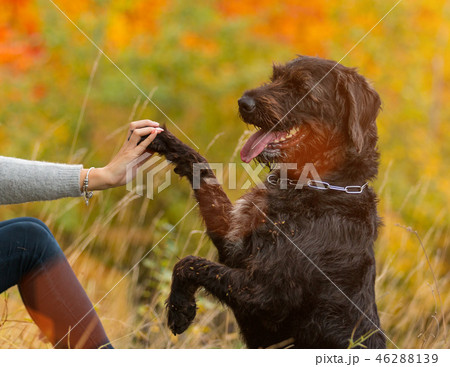 Black mutt dog posing in autumn park. Black mutt dog posing in autumn park. 46288139