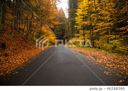 Autumn forest. Beautiful rural scenery. Autumn forest. Beautiful rural scenery. 46288360