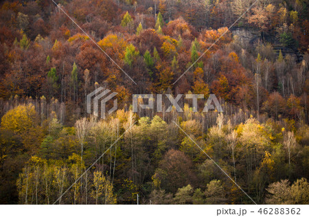Autumn forest. Beautiful rural scenery. 46288362