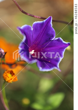 アサガオ 46288583