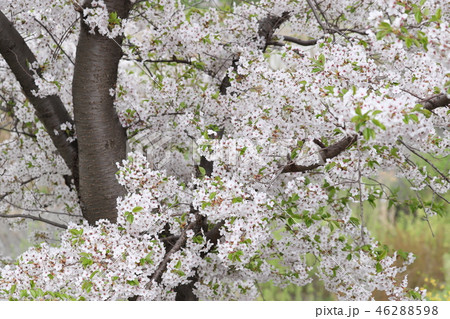 桜 46288598