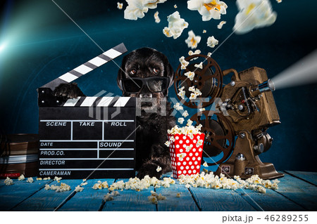 Black funny dog with old style movie projector. Black funny dog with old style movie projector. 46289255