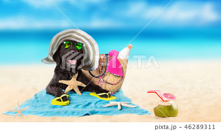 Funny black dog on a sandy beach. 46289311