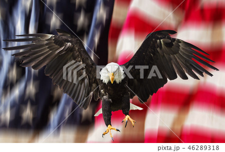 Bald Eagle with American flag Bald Eagle with American flag 46289318
