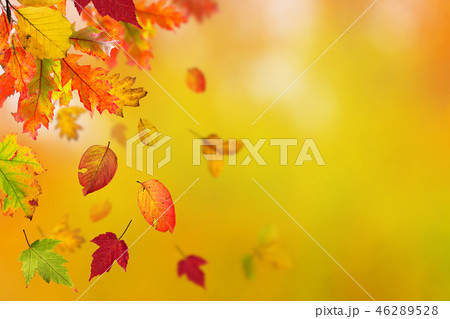 Falling autumn leaves background. Lots of copy space. 46289528