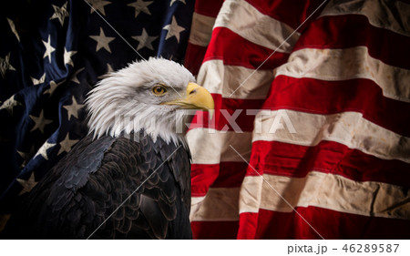 American Bald Eagle with Flag. American Bald Eagle with Flag. 46289587