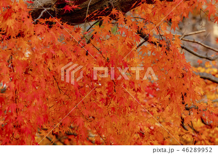 Autumn maple foliage momiji at Kawaguchiko Japan  46289952