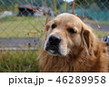 ゴールデンレトリバー 46289958