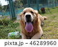 ゴールデンレトリバー 46289960