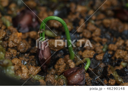 自然　植物　コウヤマキ、実生です。ヒノキなどよりずいぶん遅れて七月になって芽が出てきました 46290148