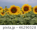 ひまわり 46290328