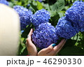 紫陽花 46290330