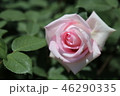 バラ 46290335