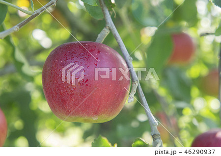 りんご　紅玉　収穫 46290937