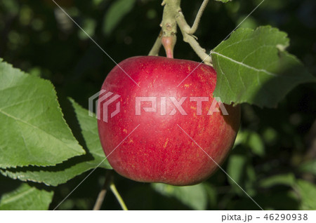 りんご　紅玉　収穫 46290938