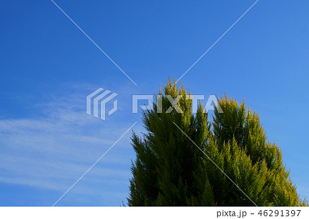 コノテガシワ 庭木 空 コノテガシワ 庭木 空 46291397