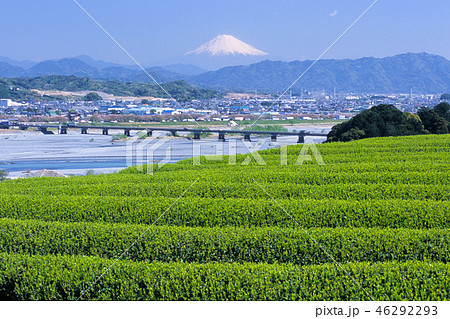 富士山と茶畑 富士山と茶畑 46292293