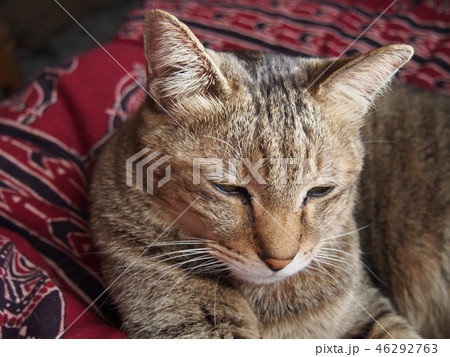 猫　ネコ 46292763