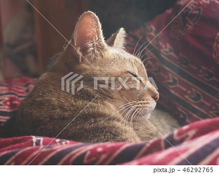 猫　ネコ 46292765