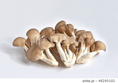 ヒラタケ（平茸） 46293102