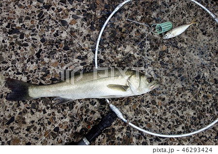 釣り　小アジを狙ったスズキ 46293424