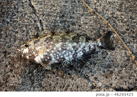 釣り　アイゴ 46293425