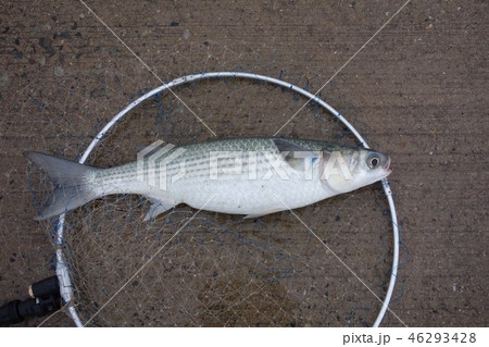 釣り ボラが釣れた 釣り ボラが釣れた 46293428