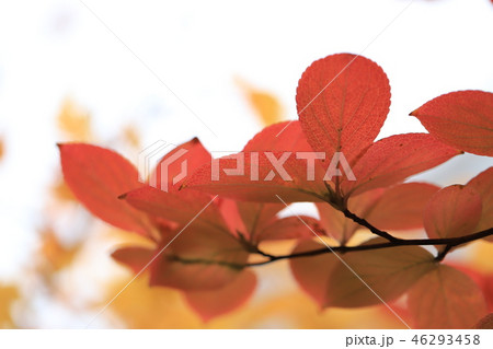 紅葉の葉 紅葉の葉 46293458