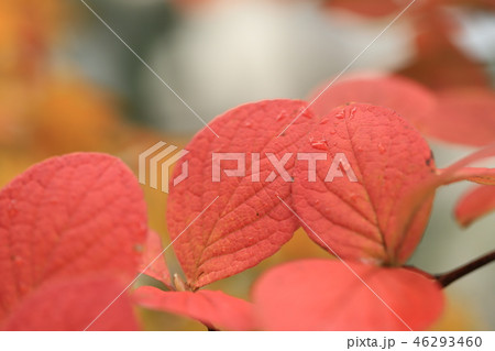 紅葉の葉 紅葉の葉 46293460