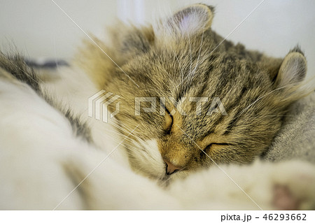 リラックスして昼寝する猫 アメリカンカールの写真素材 [46293662] - PIXTA