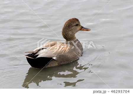 Gadwall 46293704